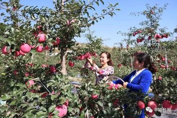 甘肅靈臺縣：蘋果紅了，果農(nóng)的錢袋子鼓了